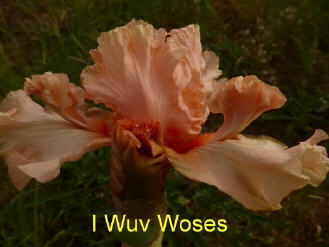 I Wuv Woses