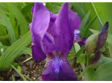 Iris aphylla