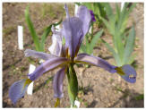 Iris missouriensis