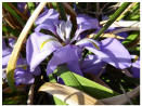 Iris unguicularis subsp. cretensis