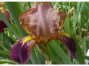 Iris sambucina