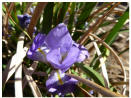Iris unguicularis