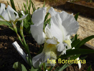 Iris florentina 