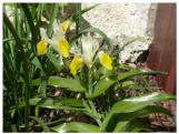 Iris bucharica