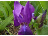 Iris aphylla